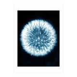 Taraxacum Officinale (Print Only) thumbnail