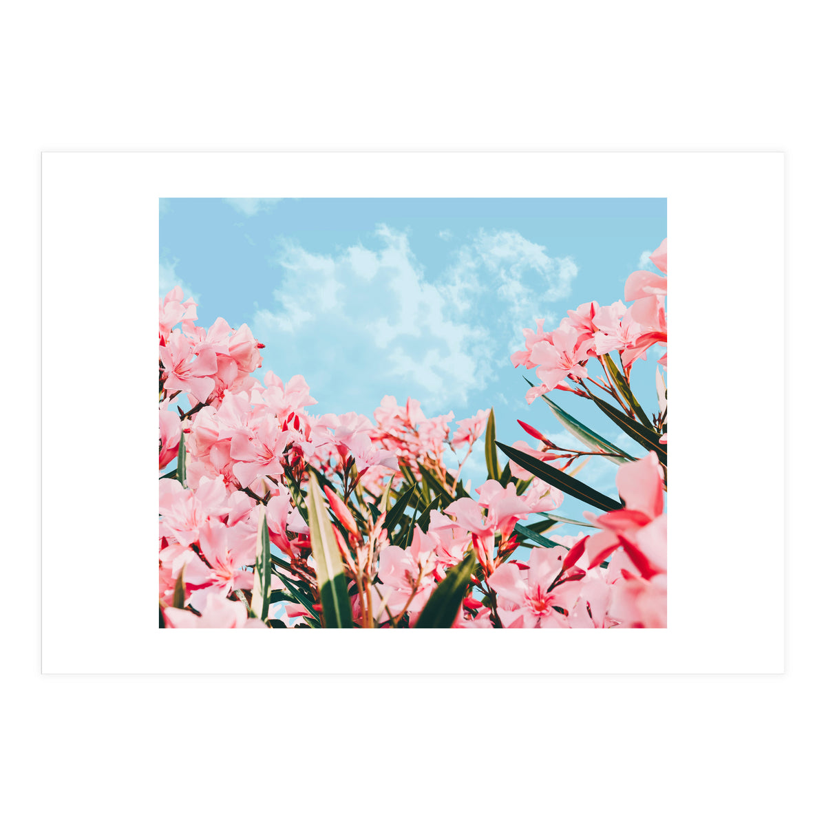 Blush Blossom II (Print Only)