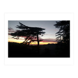 Sunset Tree (Print Only) thumbnail