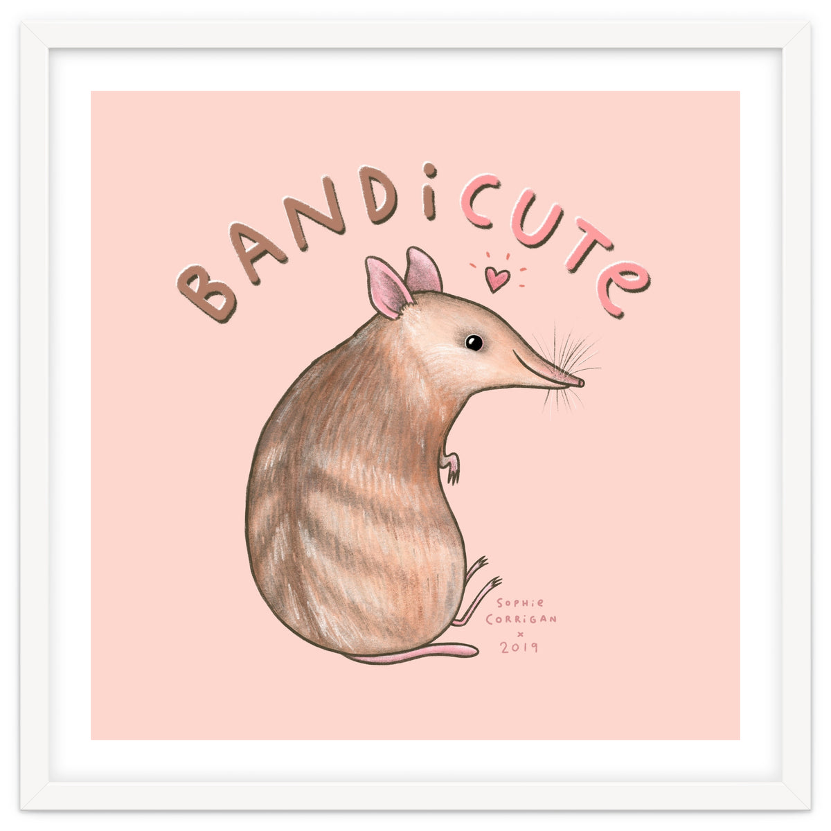 Bandicute