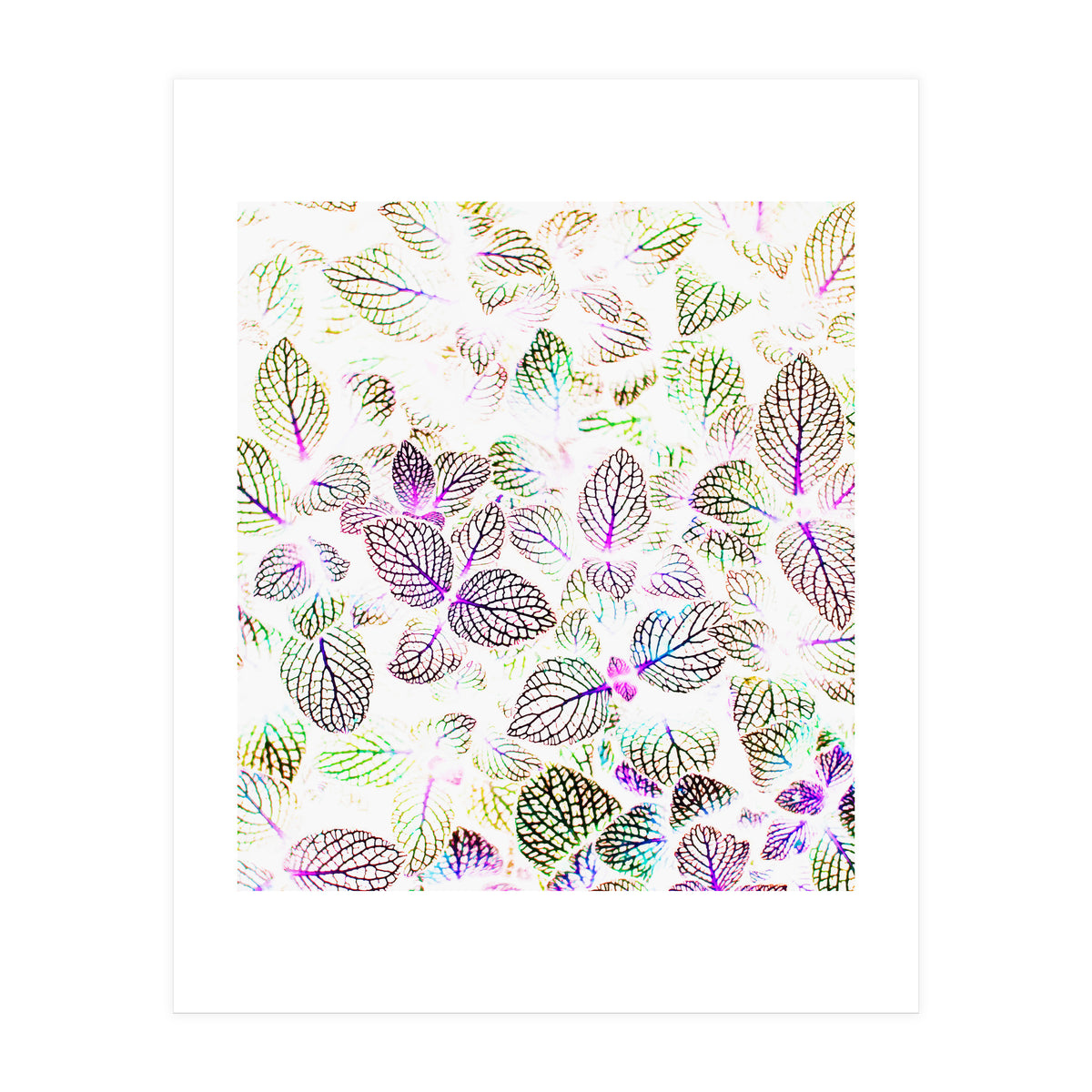 Nature Glow (Print Only)