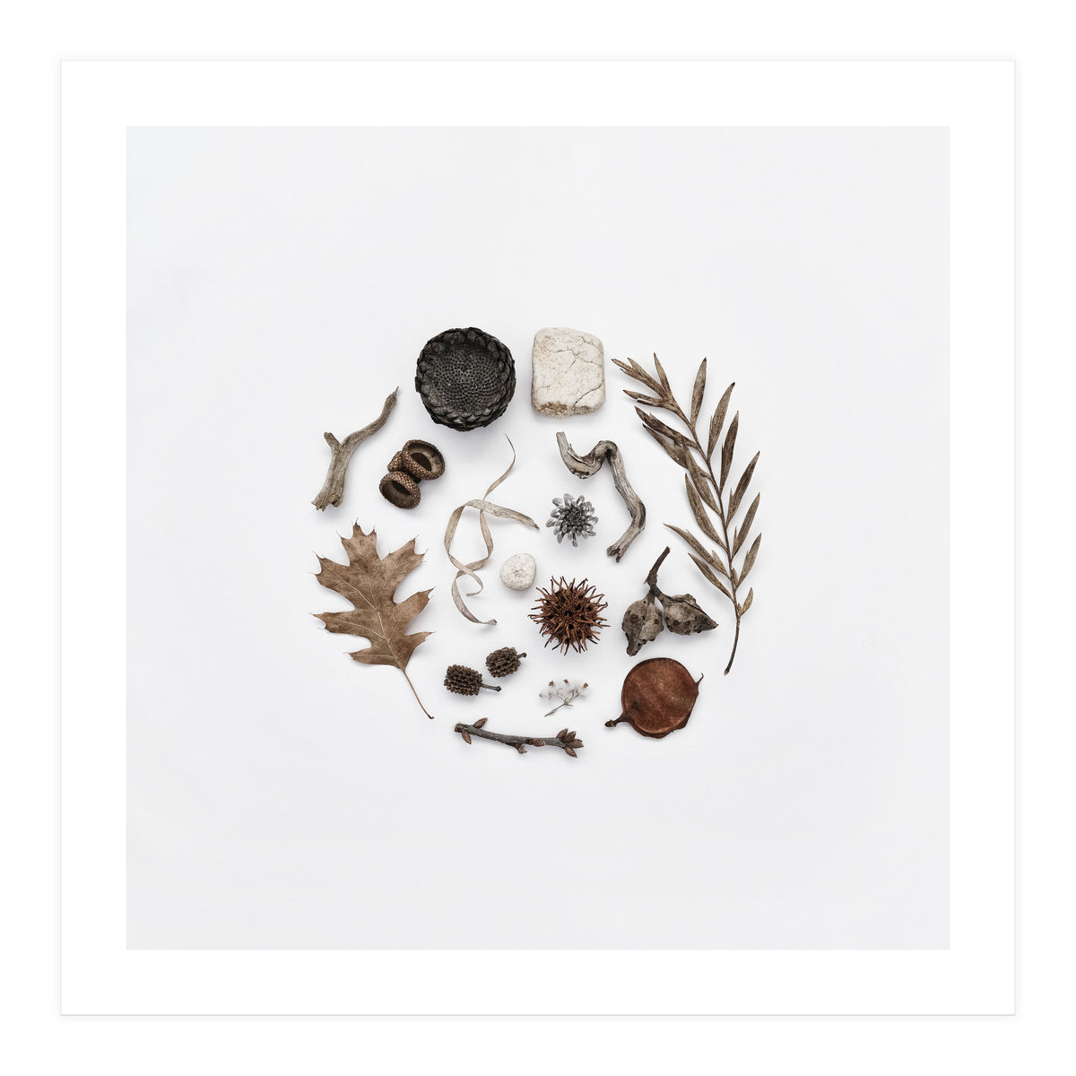 Treasures From Nature No. 2 - Square (Print Only)