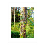 Vine (Print Only) thumbnail