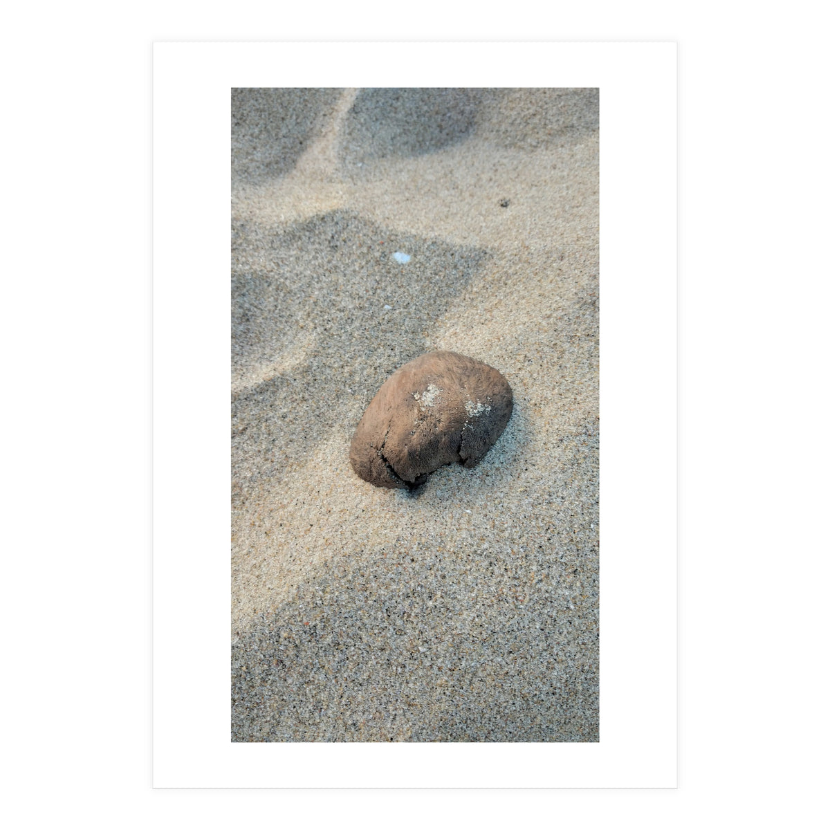 Coastal Shell (Print Only)