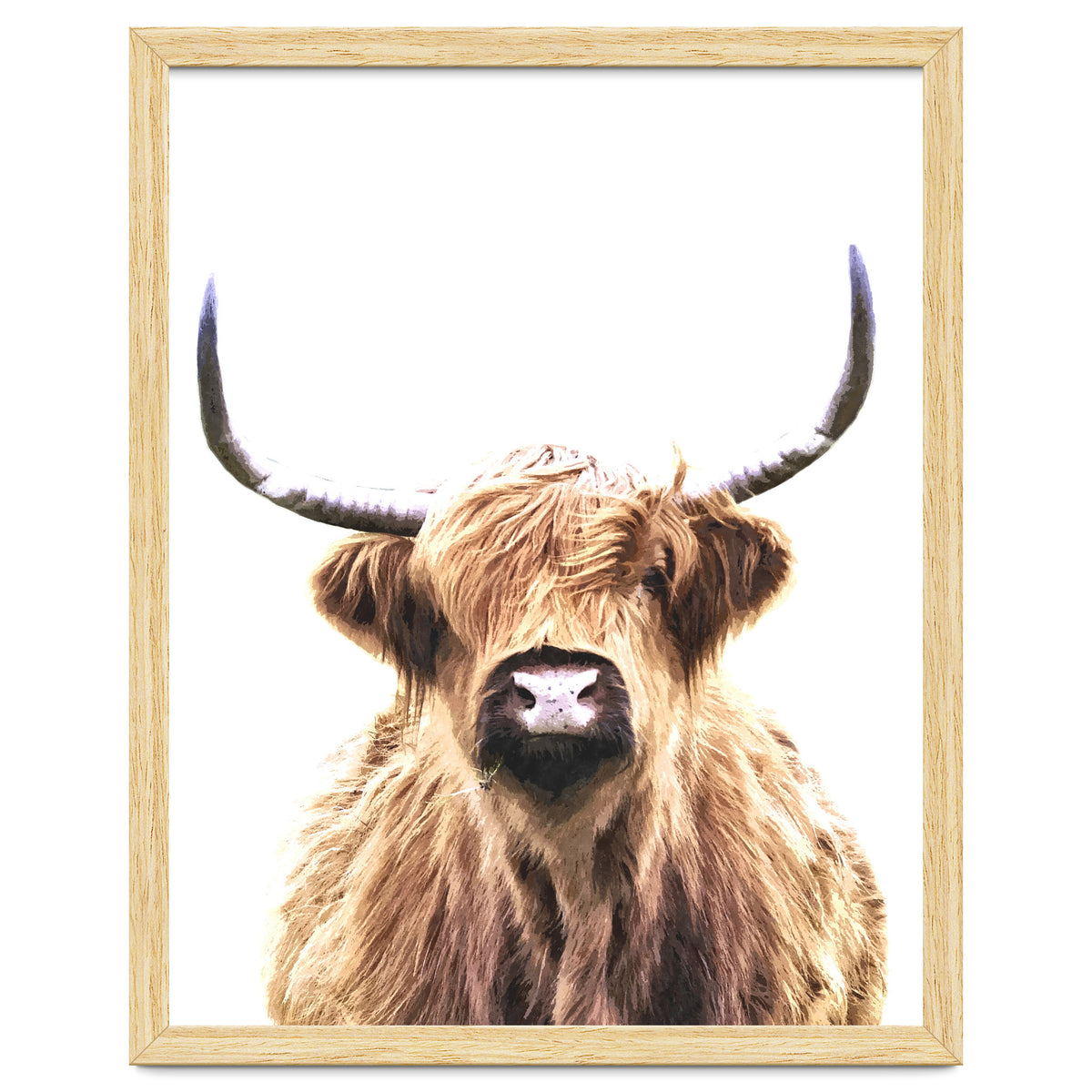 Highland Cow Portrait