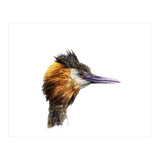 Grebe No.1 (Print Only) thumbnail