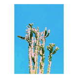 Cactus Beauty (Print Only) thumbnail