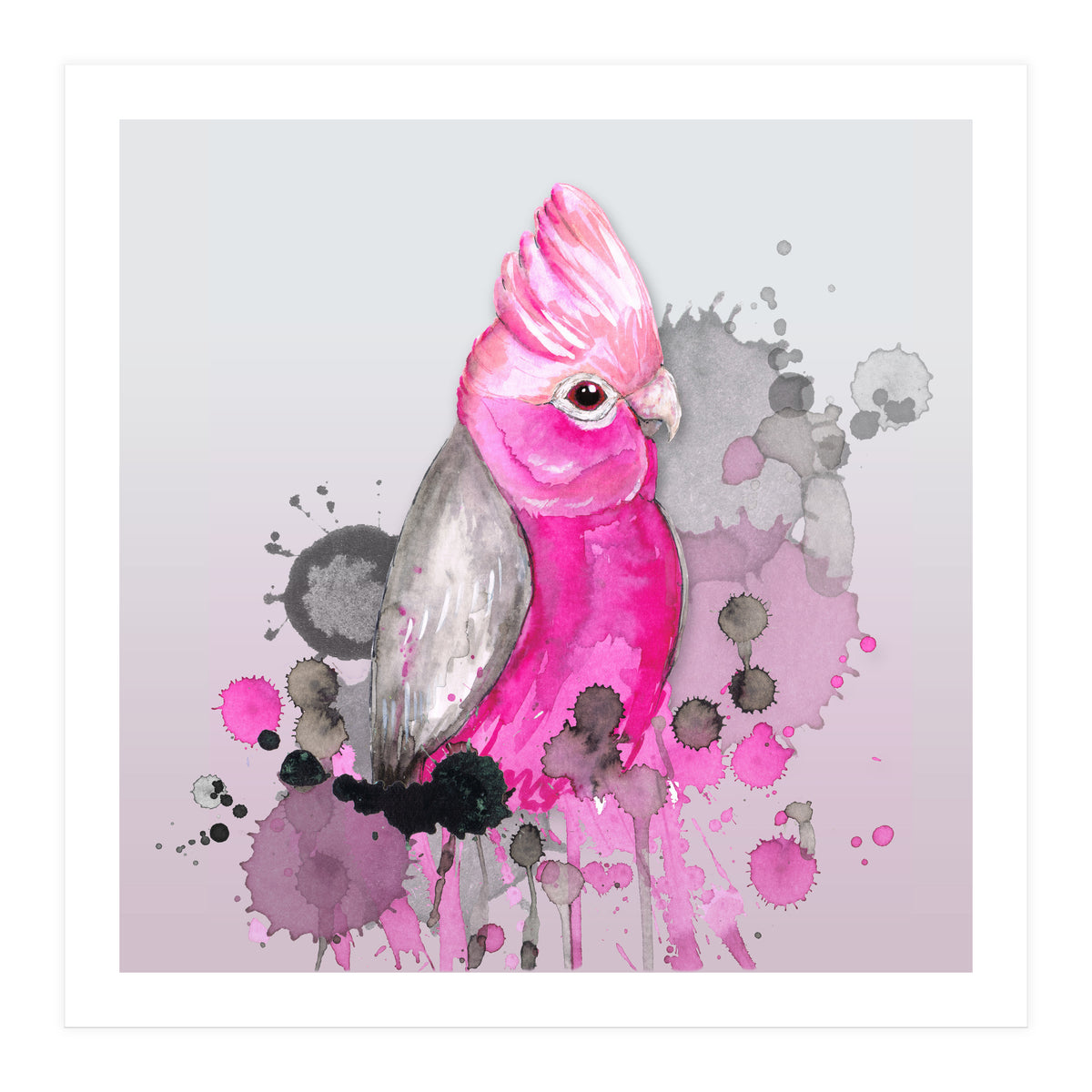 Galah cockatoo (Print Only)