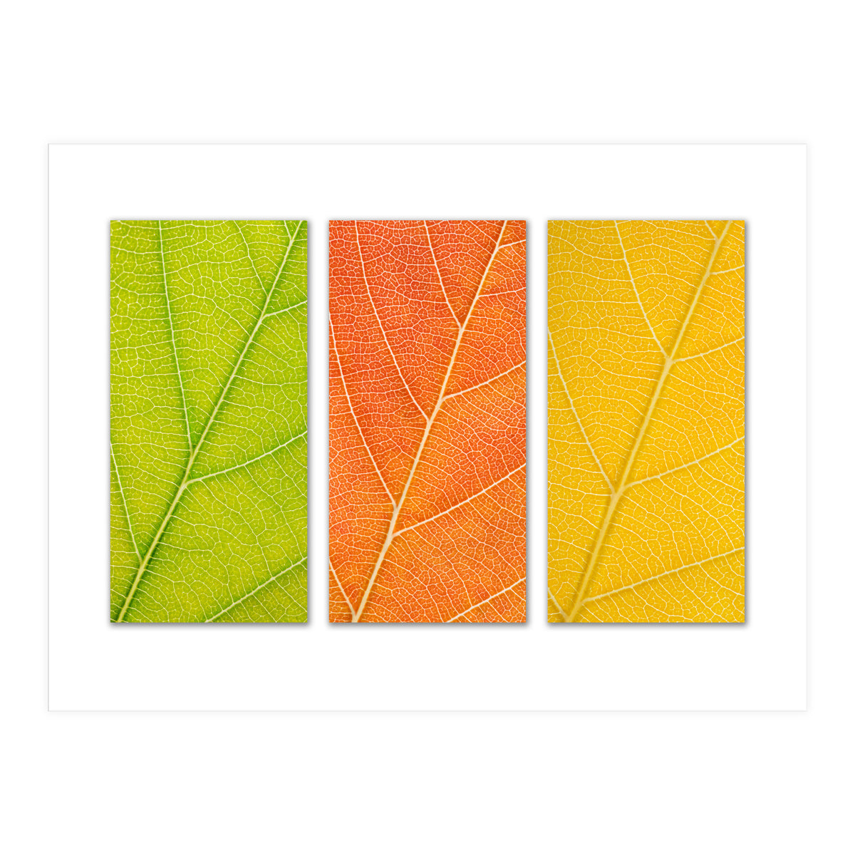 Autumn Leaves (Print Only)