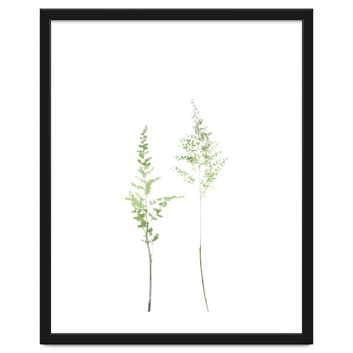 Olive Green Astilbe