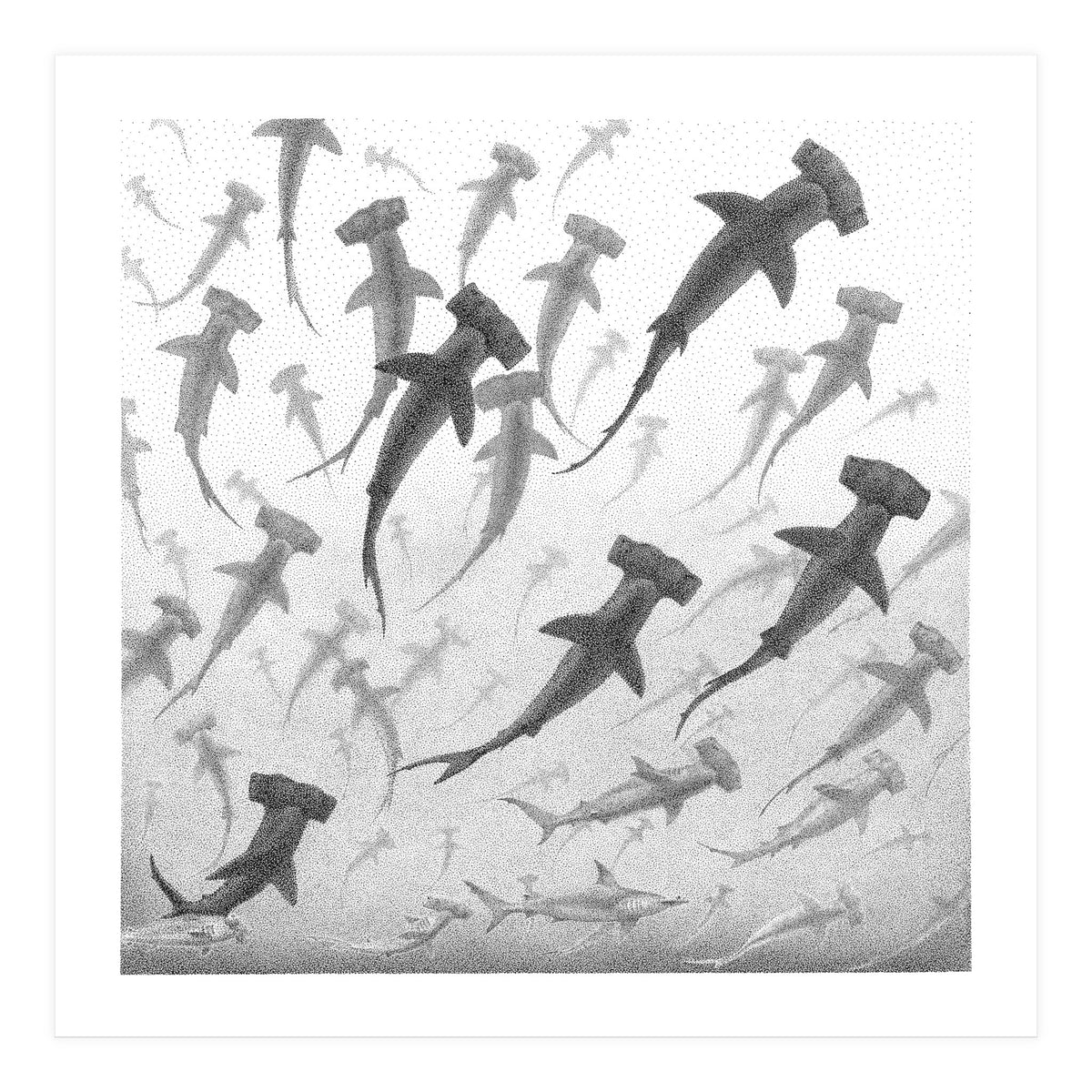 Schooling Hammerheads (Print Only)