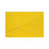 Autumn Leaf (Print Only) thumbnail