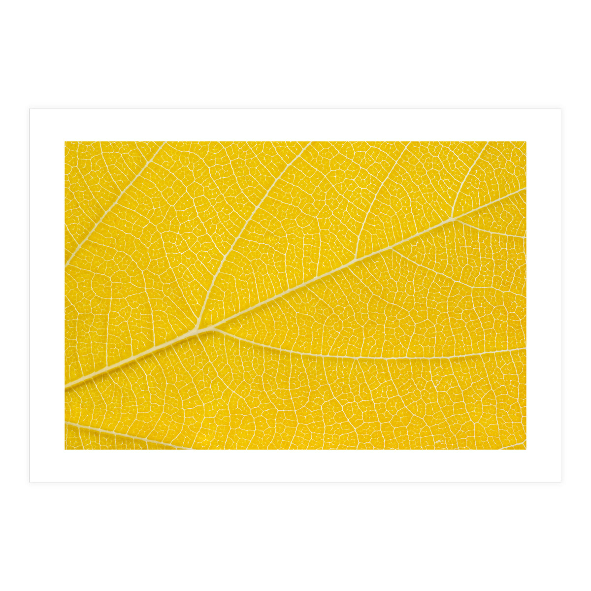 Autumn Leaf (Print Only)