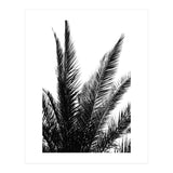 Black and White (Print Only) thumbnail