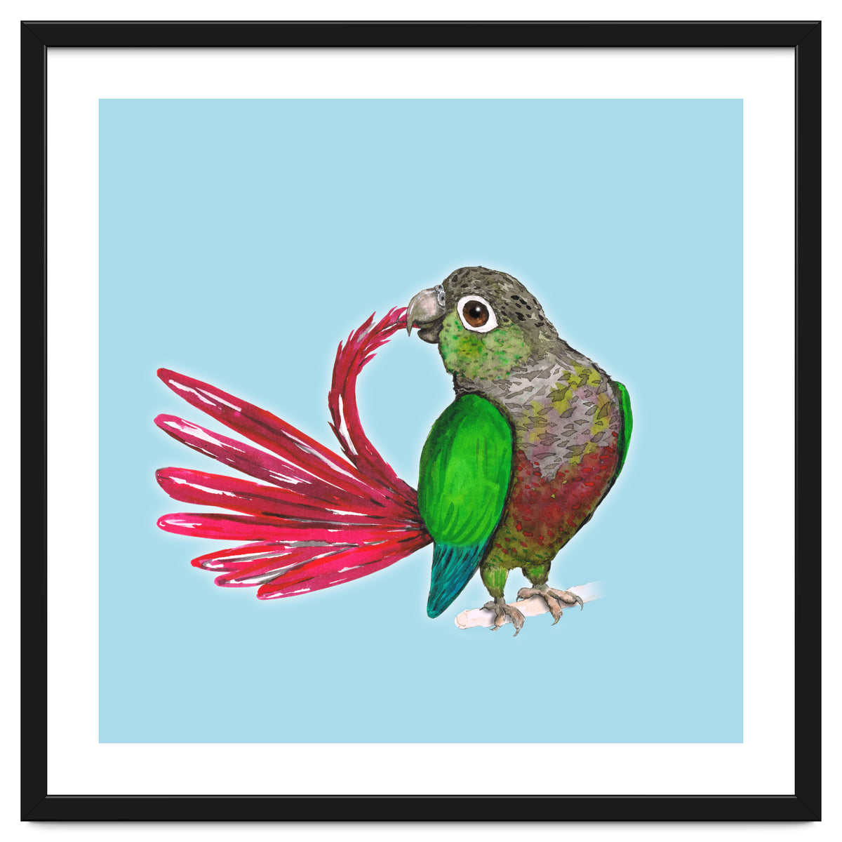 Preening green-cheeked conure