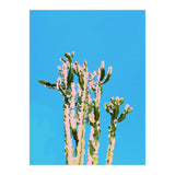 Cactus Beauty (Print Only) thumbnail