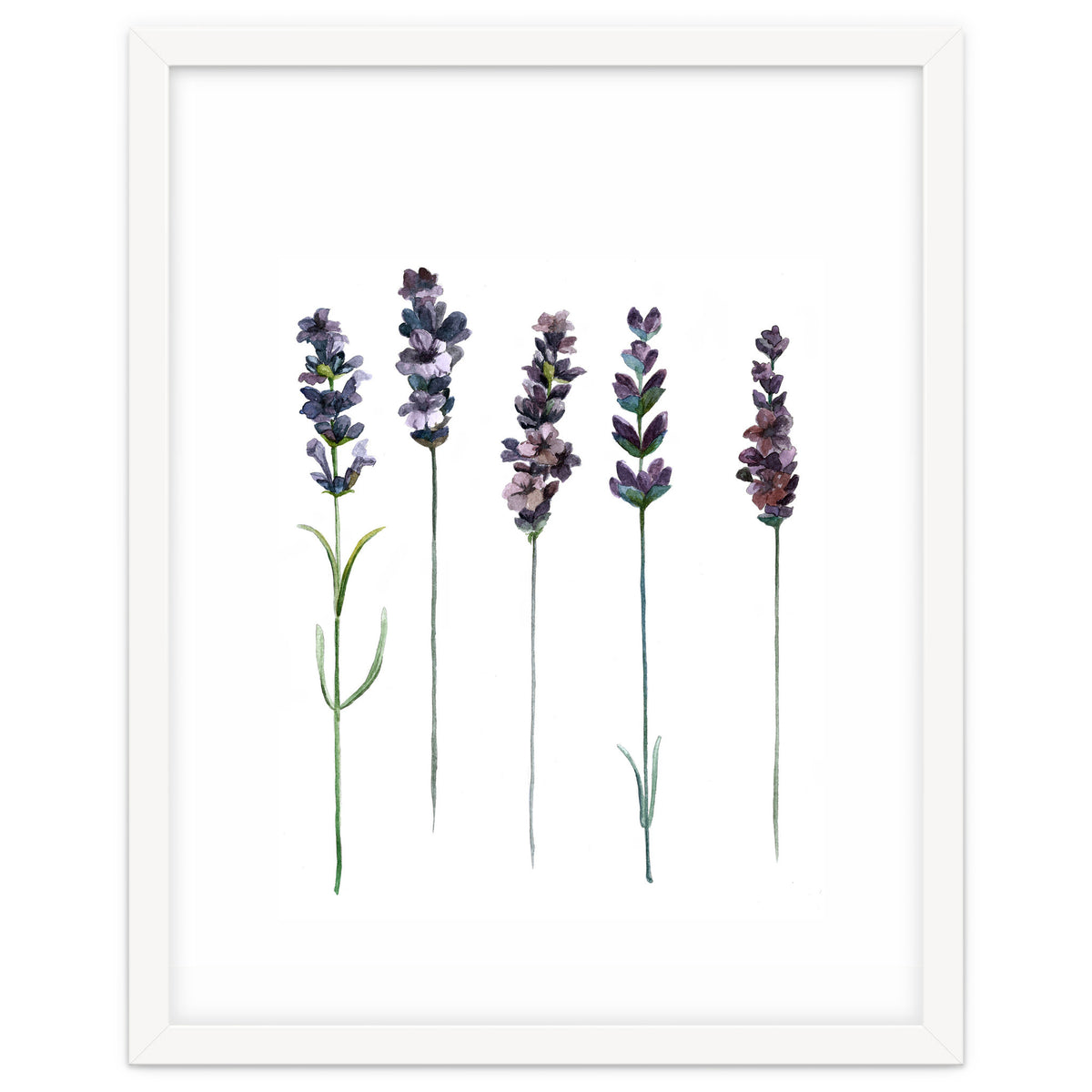 Botanical Illustration Lavender