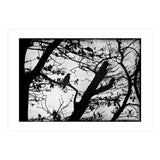Black raven (Print Only) thumbnail