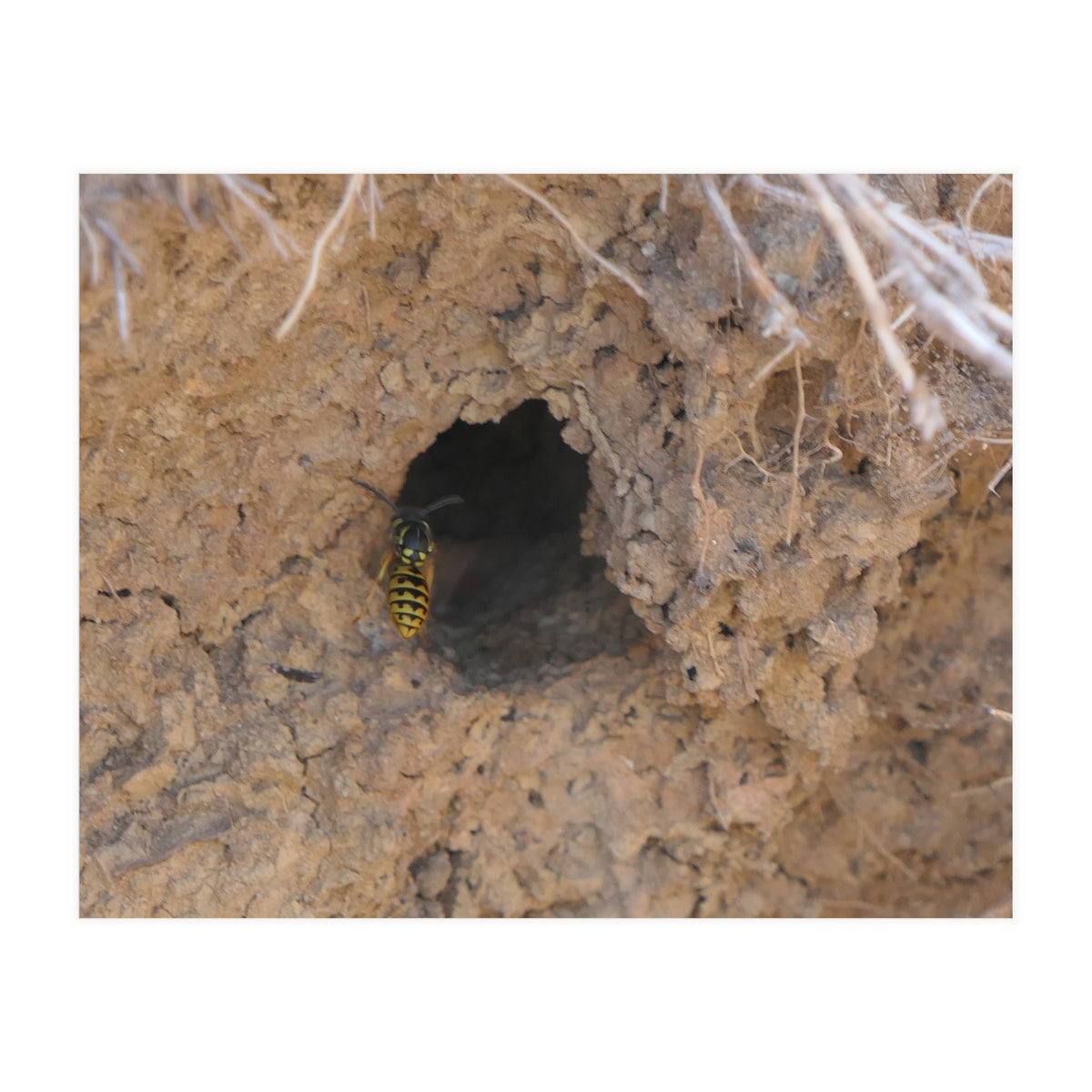 Wasp World (Print Only)