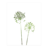 Olive Green Dandelion (Print Only) thumbnail