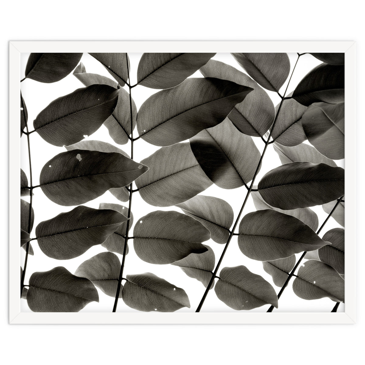 Branches and Leaves I