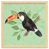 Toco toucan