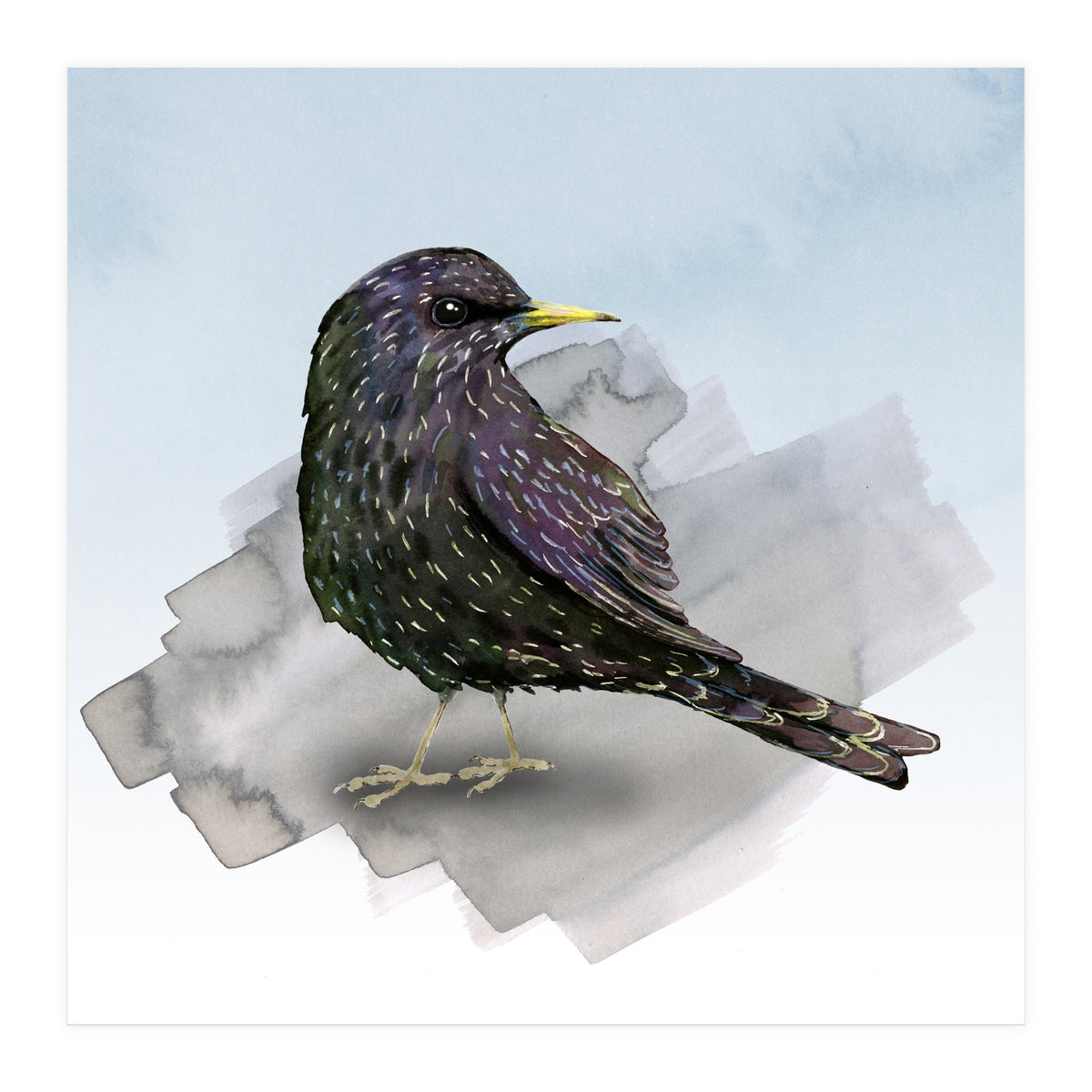 A watercolor drawing of a starling (Print Only)
