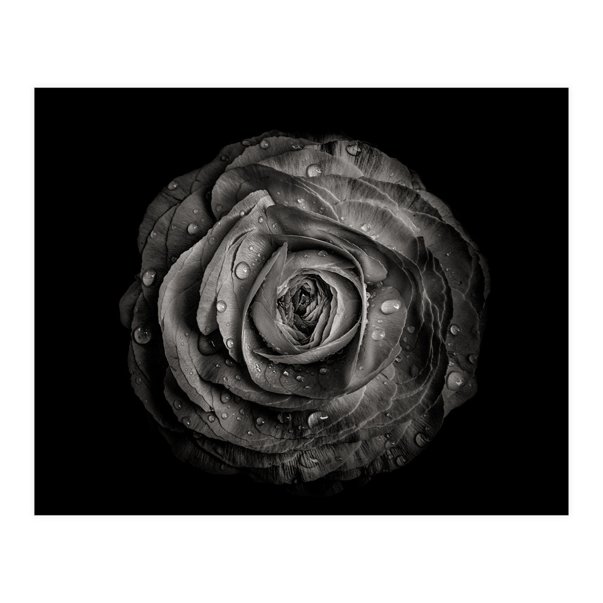 Backyard Flowers In Black And White 72 (Print Only)