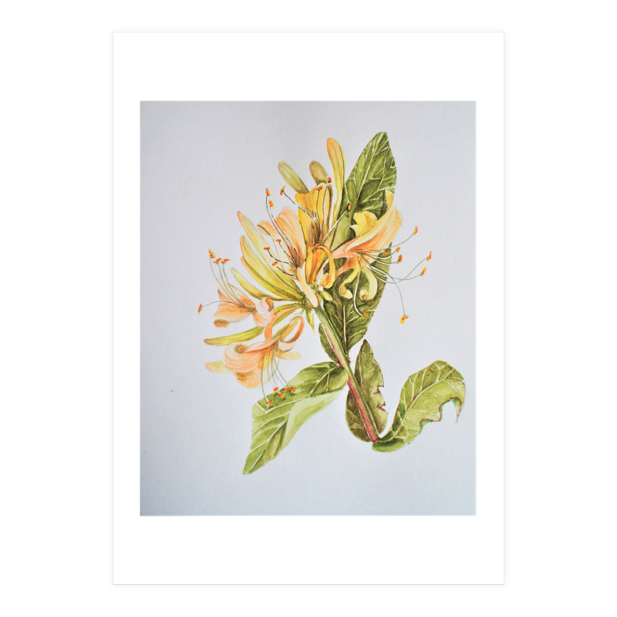 Honeysuckle (Print Only)