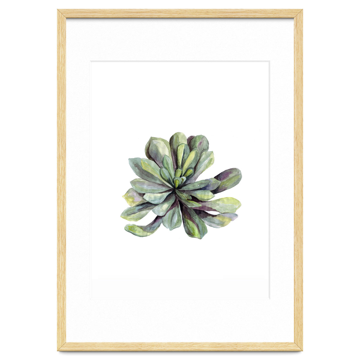 Botanical Illustration Succulent