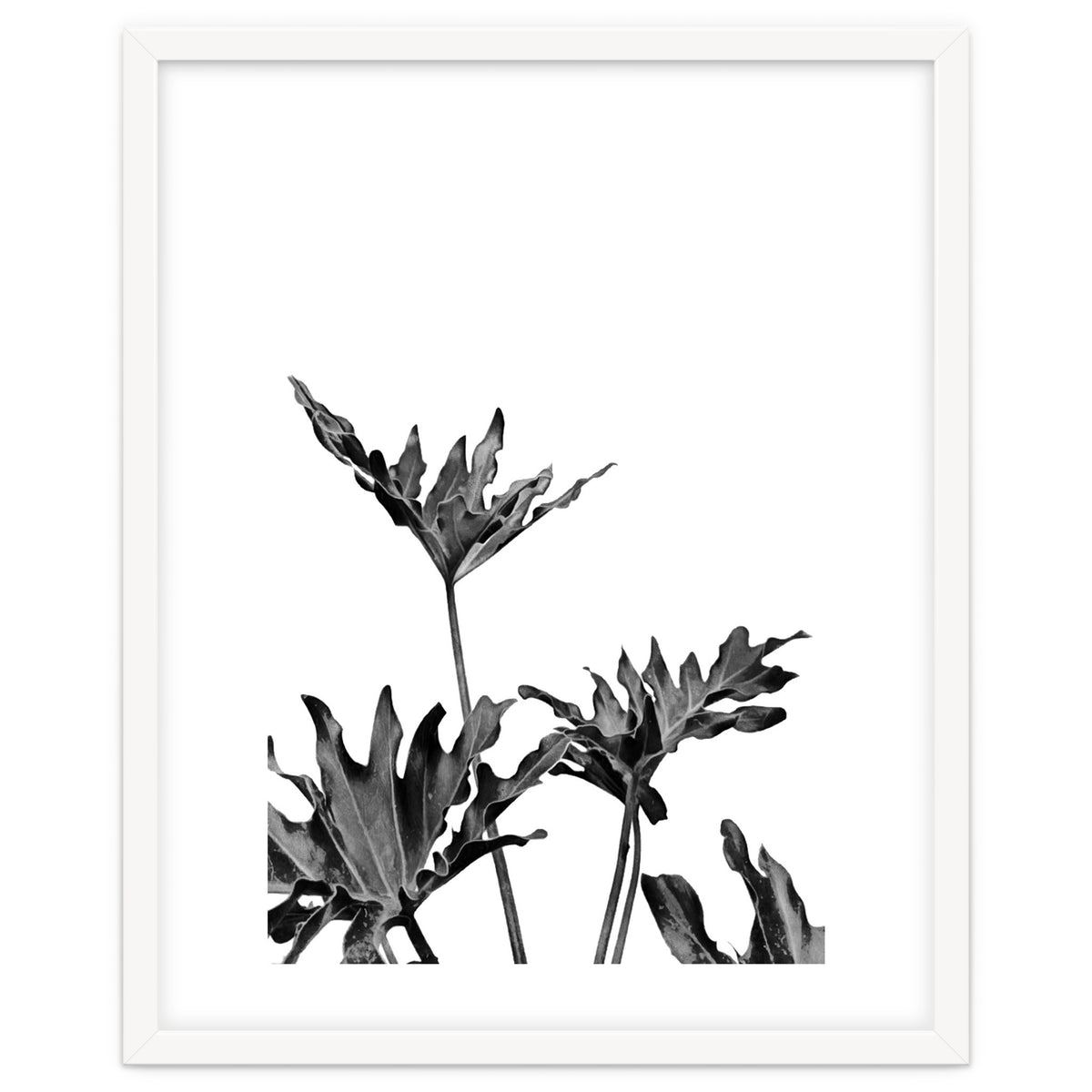 Monstera Black And White 08