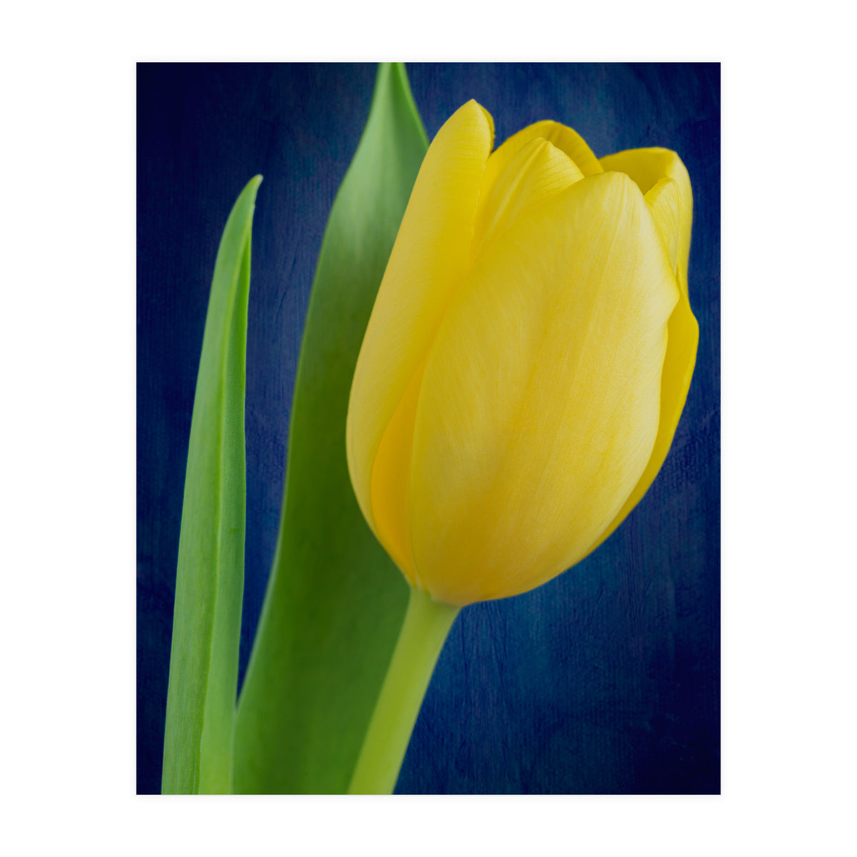 Tulip (Print Only)