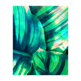 Moksha (Print Only) thumbnail