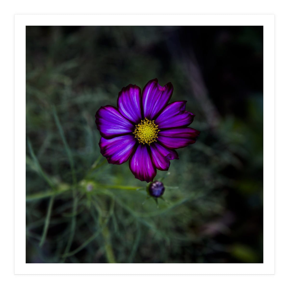 Floral autumn (Print Only)