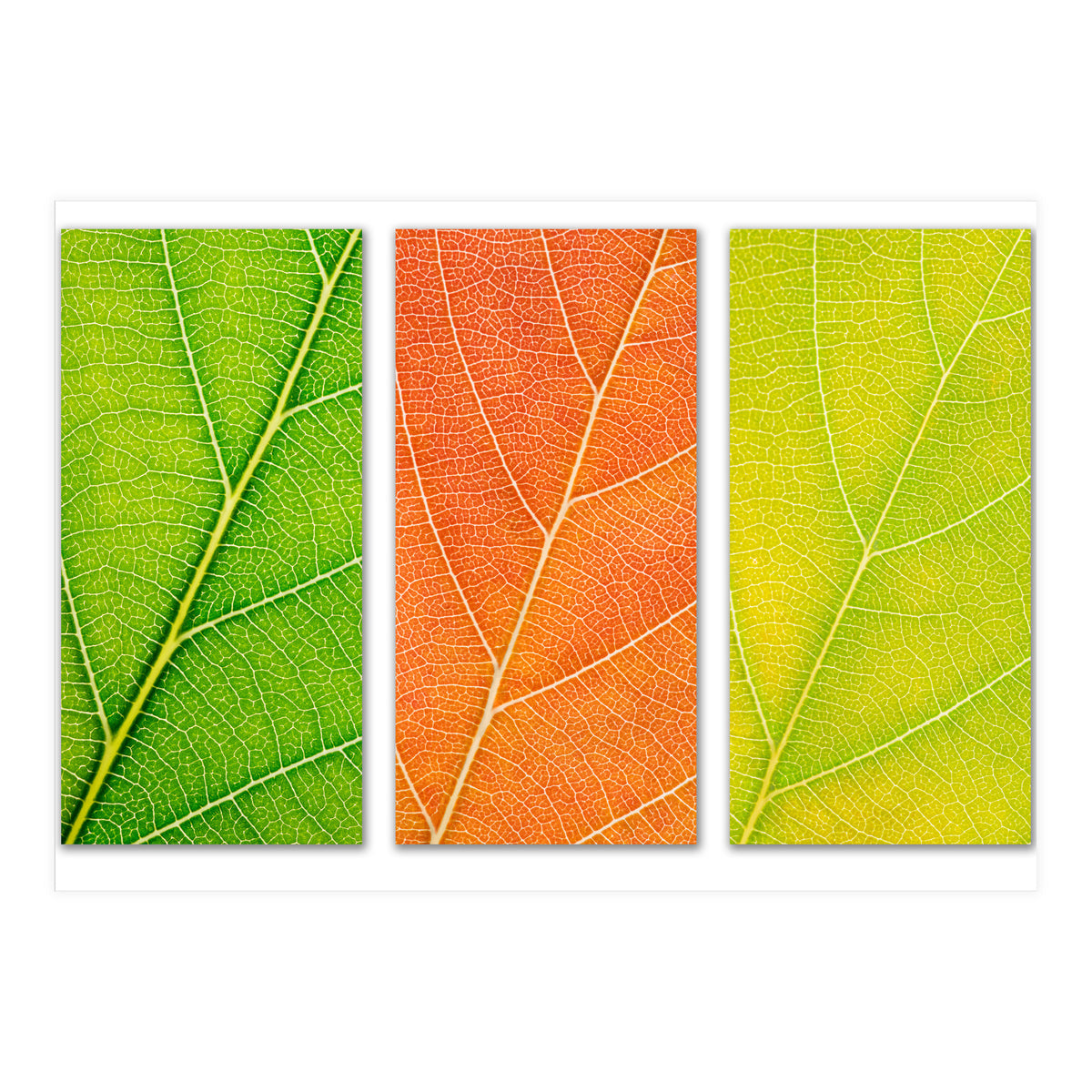 Autumn Leaves (Print Only)