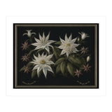 Edelweiss Vintage Illustration (Print Only) thumbnail