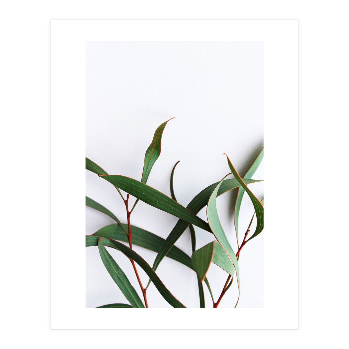 Green Eucalyptus leaves (Print Only)