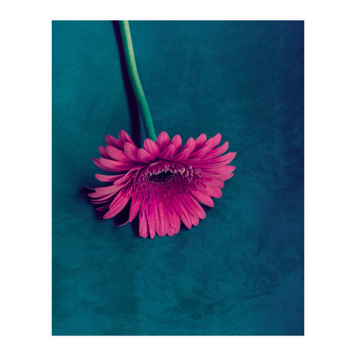 Gerbera for love (Print Only)