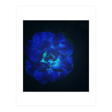 Lucky Blue Rose (Print Only) thumbnail