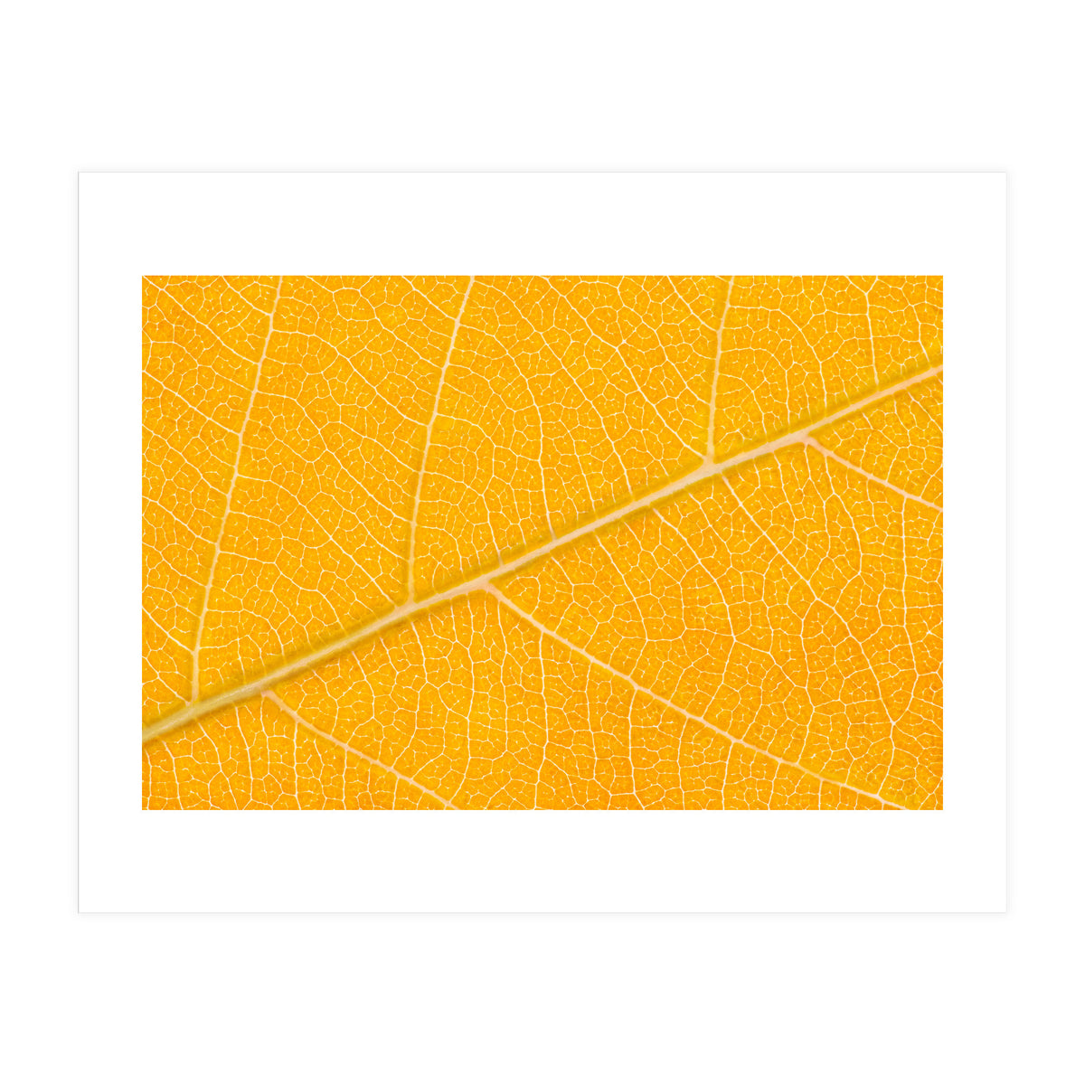 Autumn Leaf (Print Only)