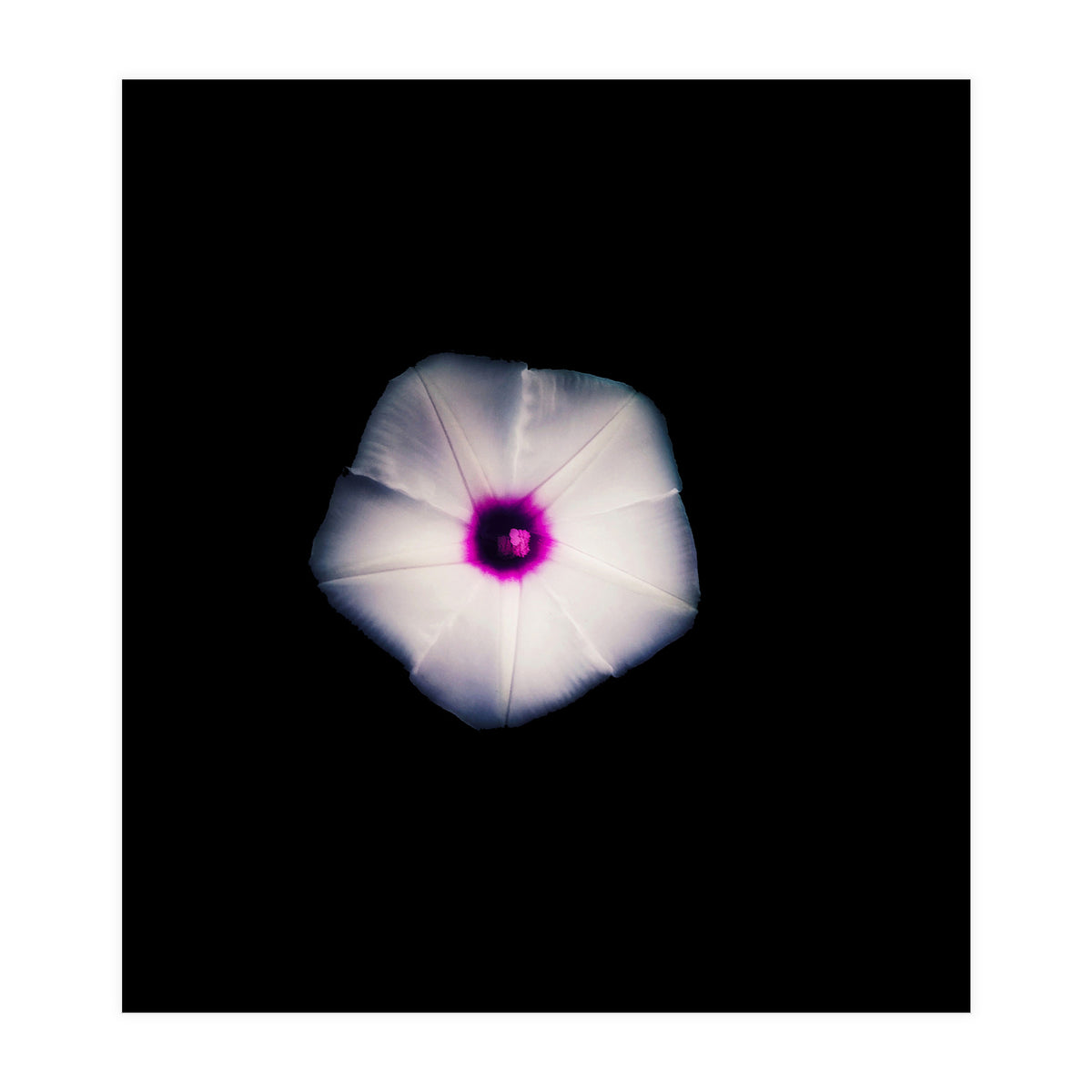 White Flora (Print Only)