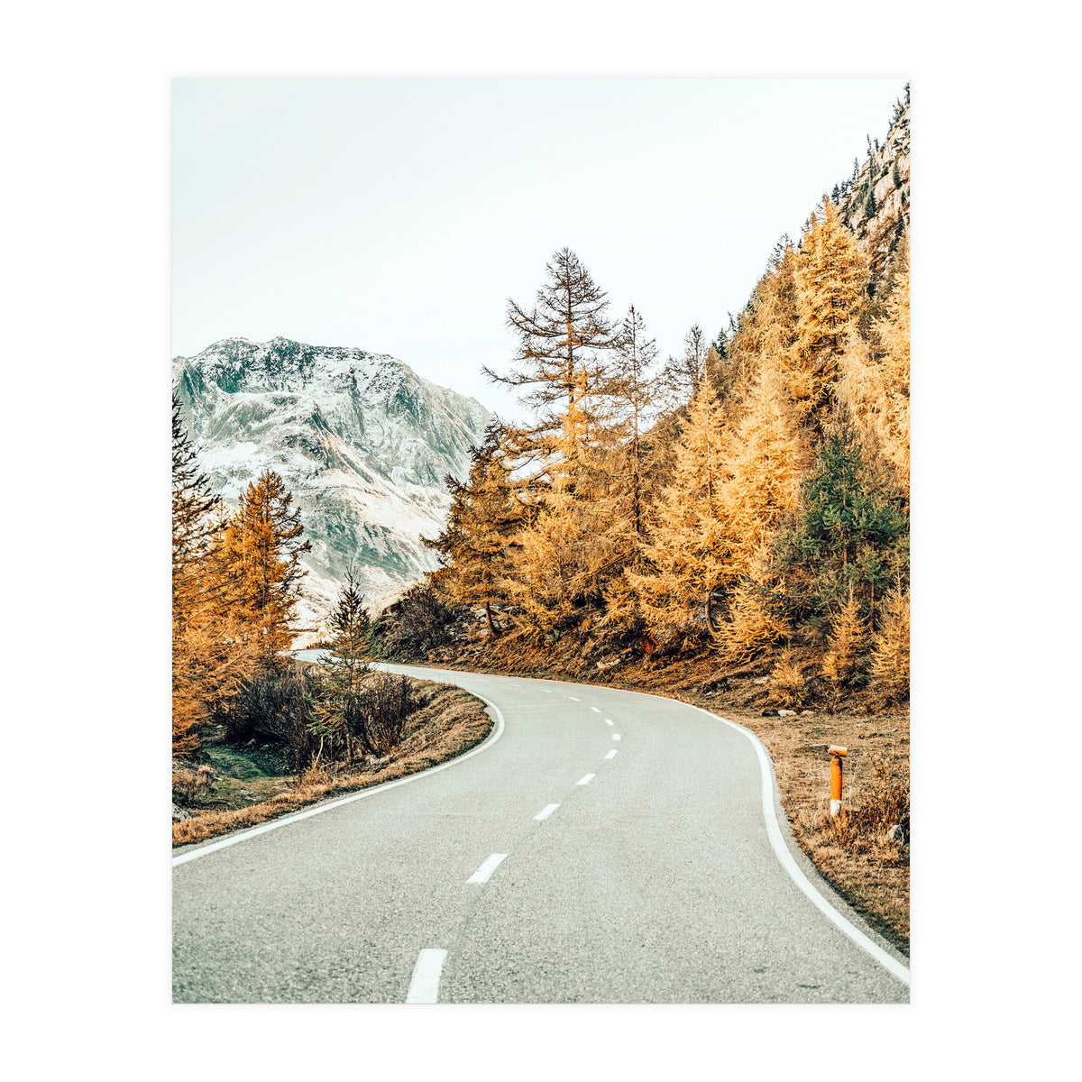 Snow and Golden Pine (Print Only)