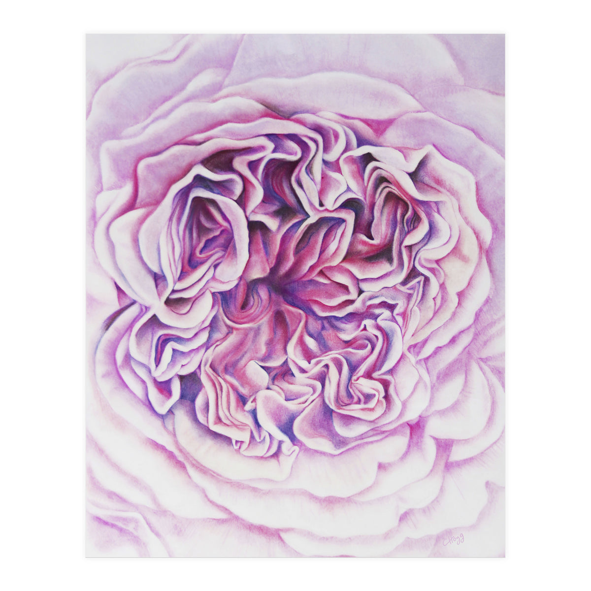 A Rose Is A Rose Std (Print Only)