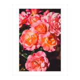 Rose  (Print Only) thumbnail