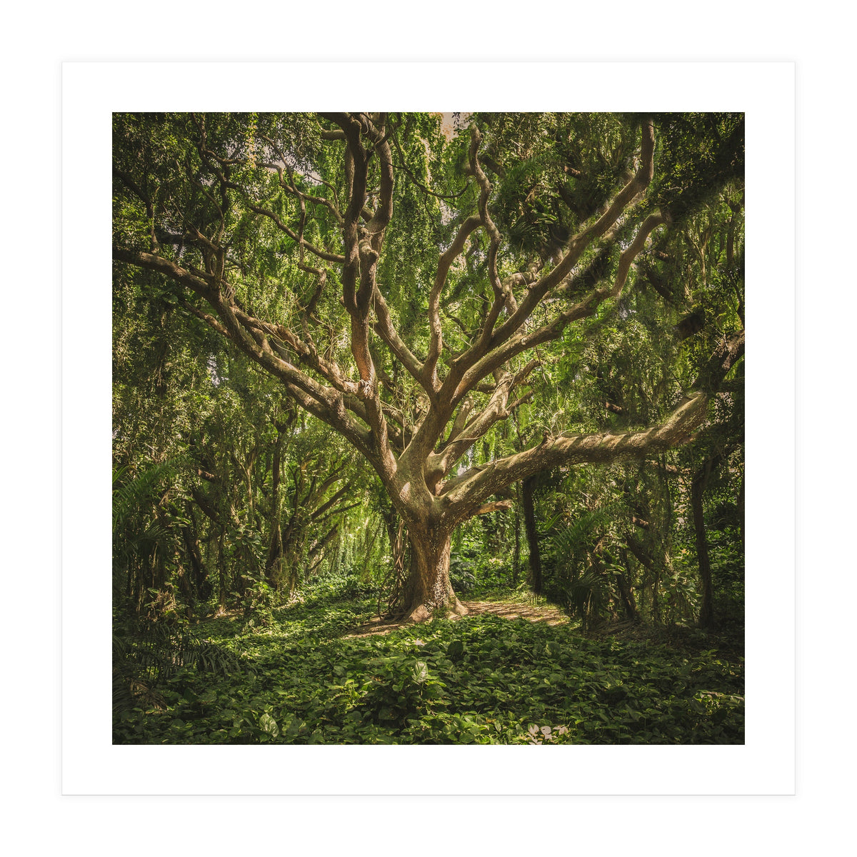 Spirits inside the wood (Print Only)