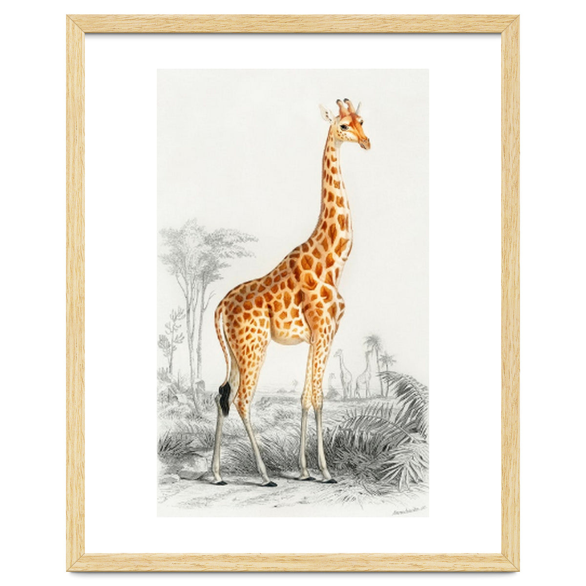 Giraffe illustration
