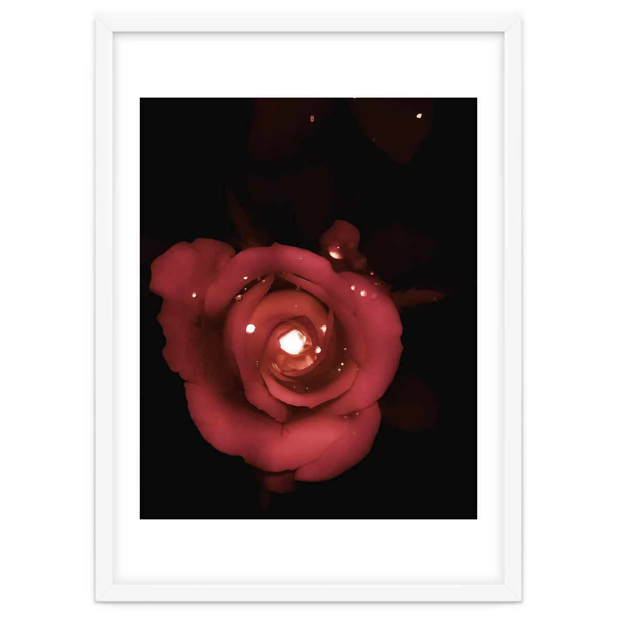 Lighting Rose