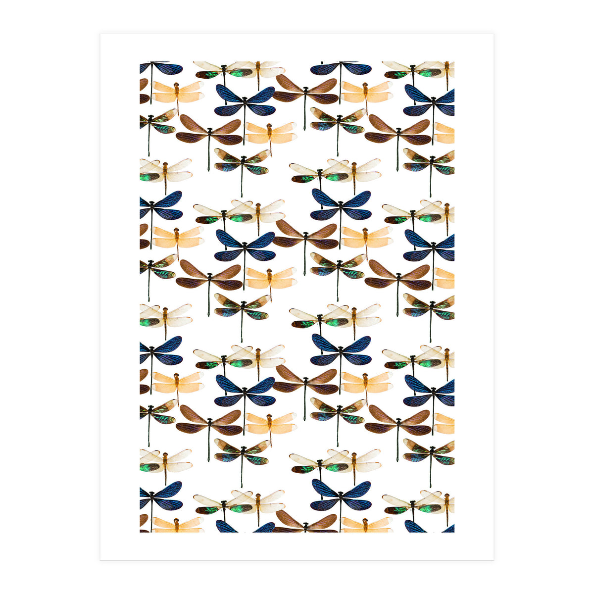 Cc Mle 10213 (Print Only)