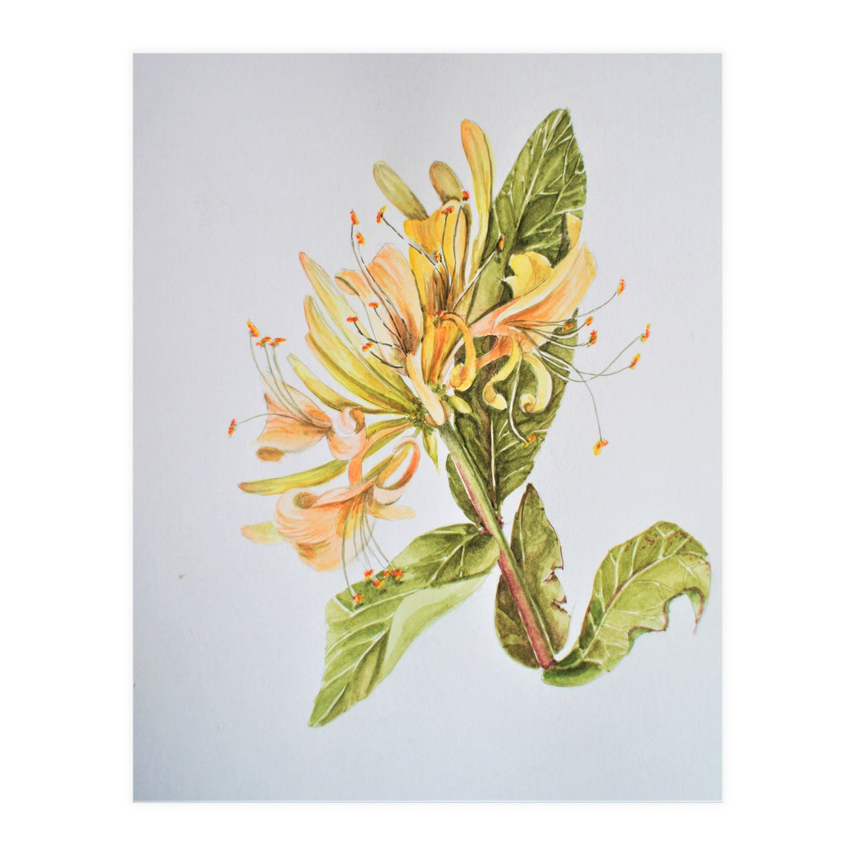 Honeysuckle (Print Only)