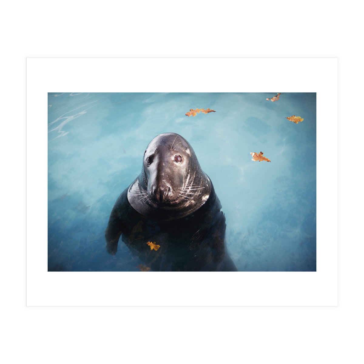 Woop Woop Woop (Print Only)